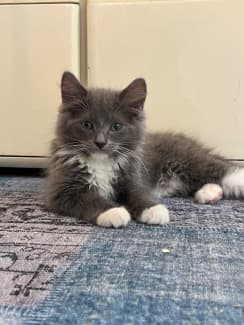 Ragdoll x persian kittens best sale for sale