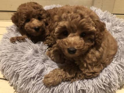 Red Toy Poodle Puppies Boy And Girl