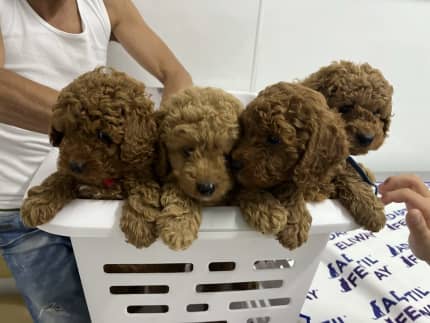 Gumtree best sale cavoodle puppies