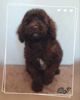 Chocolate cavoodle puppy fashion