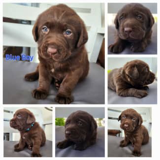 Gumtree 2024 chocolate labrador