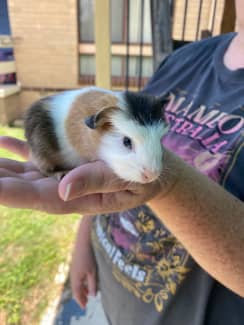 Gumtree sales guinea pigs