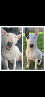 Roman nose bull terrier best sale for sale