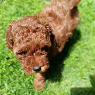Red Toy Poodle Puppies Dogs Puppies Gumtree Australia Cockburn Area South Lake 1328971241