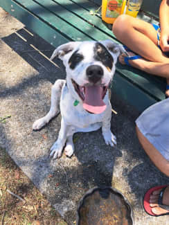 Male Bullmastiff cross Cattle Named Milo Dogs Puppies