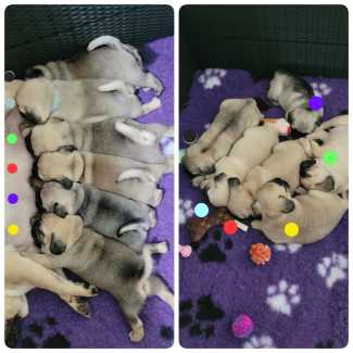 Gumtree shops pug puppies