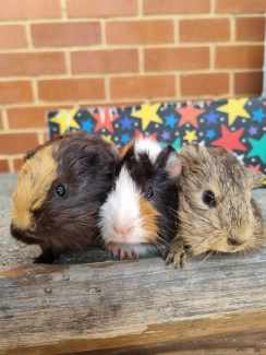 Gumtree fashion guinea pigs