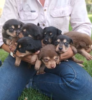 Kelpie best sale puppies gumtree