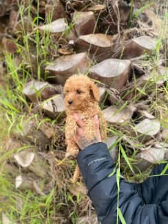 how do you potty train a cavoodle puppy