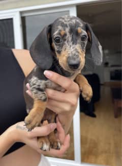 Dachshund puppies discount for sale gumtree