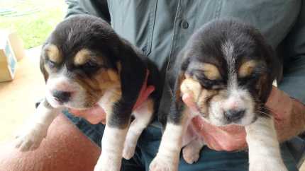 Beaglier puppies for sale 2024 gumtree