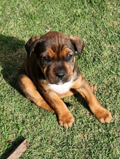 Rottweiler, Cross puppies | Dogs & Puppies | Gumtree Australia Playford  Area - Penfield | 1312462635