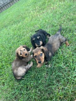 Silky clearance wire dachshund