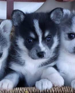 toy husky dog for sale