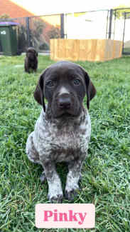 German fashion shorthaired pointer puppies for gumtree