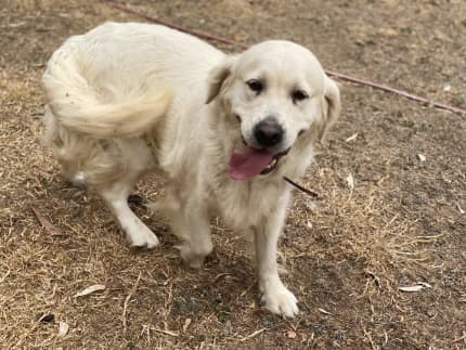 Gumtree sales golden retriever