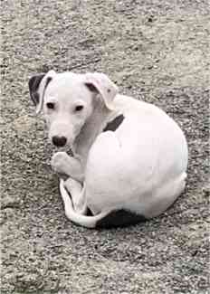 Fashion gumtree whippet puppies