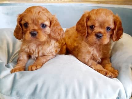 Gumtree king clearance charles spaniel