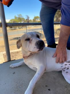 Gumtree sale rescue dogs