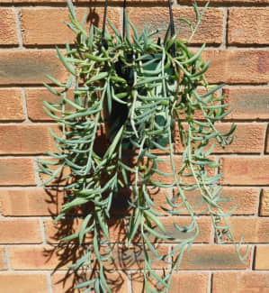 Long and Bushy String of Fishhooks or Fishhooks Plant in H/Basket, Plants, Gumtree Australia Nillumbik Area - Eltham North