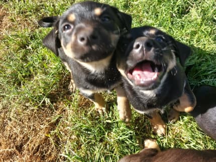 Kelpie puppies hot sale gumtree