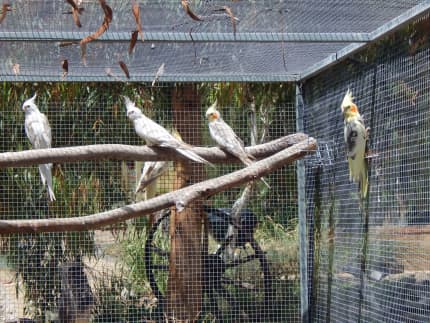 Cockatiel clearance cage gumtree