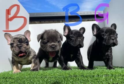 Pedigree French Bulldog Puppies | Dogs & Puppies | Gumtree Australia  Caboolture Area - Caboolture | 1310585752