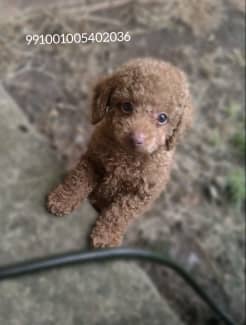 teacup poodle gumtree