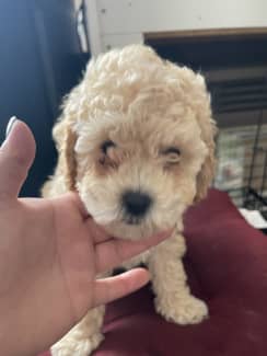 Toy poodle sales cross bichon