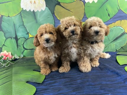 Poodle x hot sale puppies