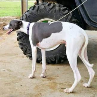 Whippet gumtree hot sale