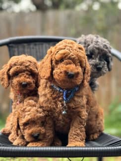 Purebred Mini 47 Toy Poodle Puppies