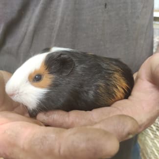 Gumtree clearance guinea pigs