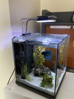 betta sanctuary