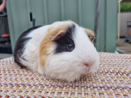 Gumtree store guinea pigs