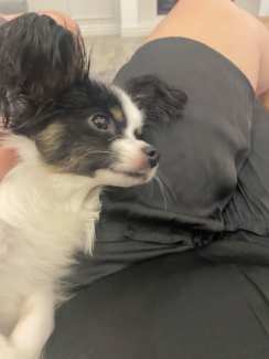 Papillon puppies best sale for sale gumtree