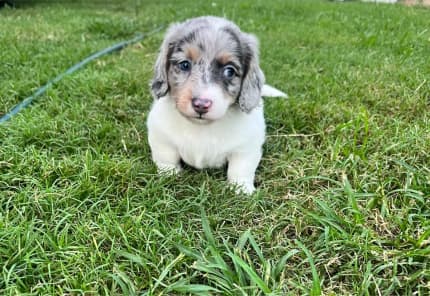 Blue merle best sale mini dachshund