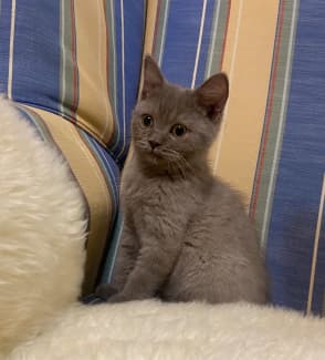 Purebred british hot sale shorthair kittens