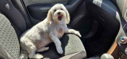 Pet sitter wanted stay at my home Sitting Gumtree Australia
