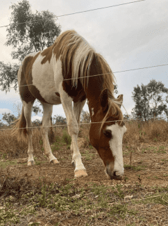 Quarter Horse Paint, Quiet 2yo gelding. $2000 Ono, Horses & Ponies, Gumtree Australia Tablelands - Millstream
