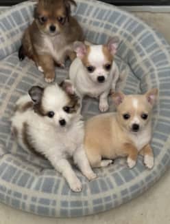 Purebred chihuahua for 2024 sale near me