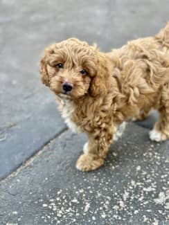 Cavoodles for sale sales gumtree