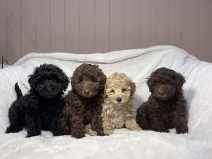 Poodle gumtree sale