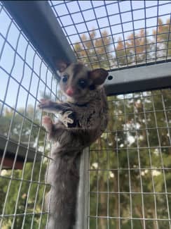 Sugar glider hot sale gumtree