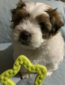 Freeads store shih tzu