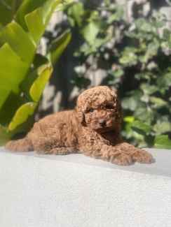 Gumtree toy cavoodle best sale