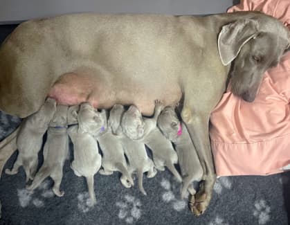 Weimaraner for sale store gumtree