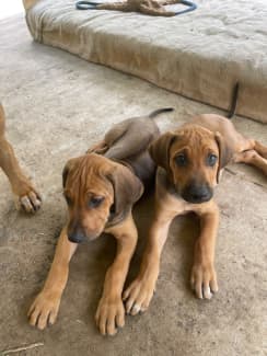 Gumtree sales ridgeback puppies