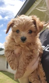 teacup poodle gumtree