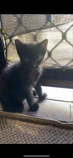 Free store male kittens